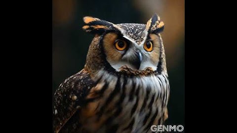 OWL  ai video generator animation ai video editing Artificial intelligence  ai art