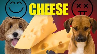 Can Dogs Eat Cheese?🧀 The Ultimate Guide!