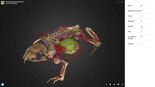 Hemisus Guineensis 3D Ct Scan Configurator - Sketchfab