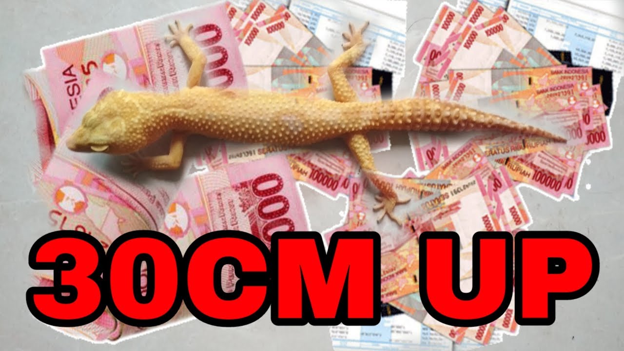 camera iphone 8 plus apk Gecko 30CM UP Make You Instant Rich? | Exotic Pets