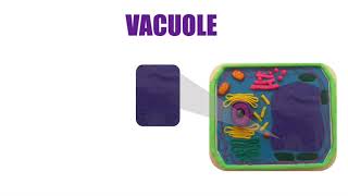 ´The Universe in Us' - Animal and Plant Cell by Mariana Echeverri. PART 2