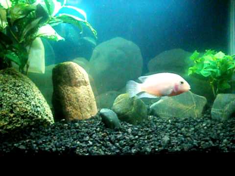 Convict Cichlid Cross Breeding 15 Day Old Fry
