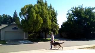 Lisa Shipley and Karma obedience
