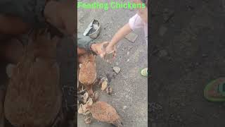 Download Lagu Farm Life Fun | Little Kid Feeds Chickens for the First Time 🐓✨ MP3 Download Lagu Farm Life Fun | Little Kid Feeds Chickens for the First Time 🐓✨ MP3