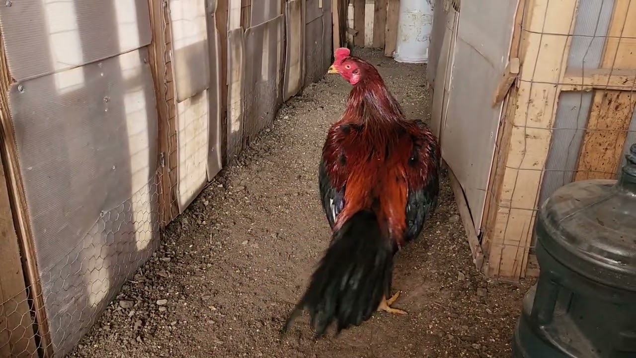 Qaib Thamada #128 (Duke Samba 1Leej Txiv 4 Leeg Tub )