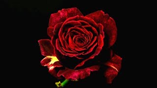 Françoise Hardy. Mon amie la rose. [HD]