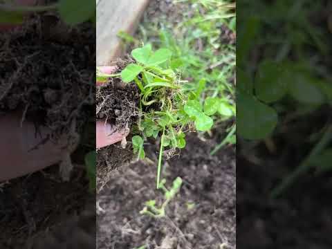 Video: Nei noduli delle radici dei legumi?