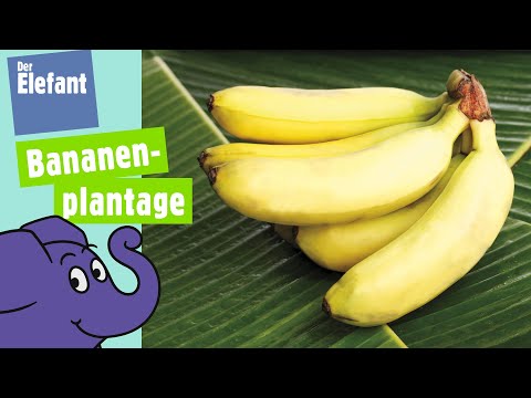 Video: Wächst die Phylloklade unbegrenzt?