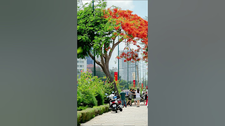 Cây phượng độc lạ