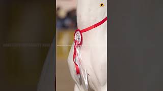 Chetak Festival Saragkheda #horse #song #viral #shortvideo #viralvideo #instagram