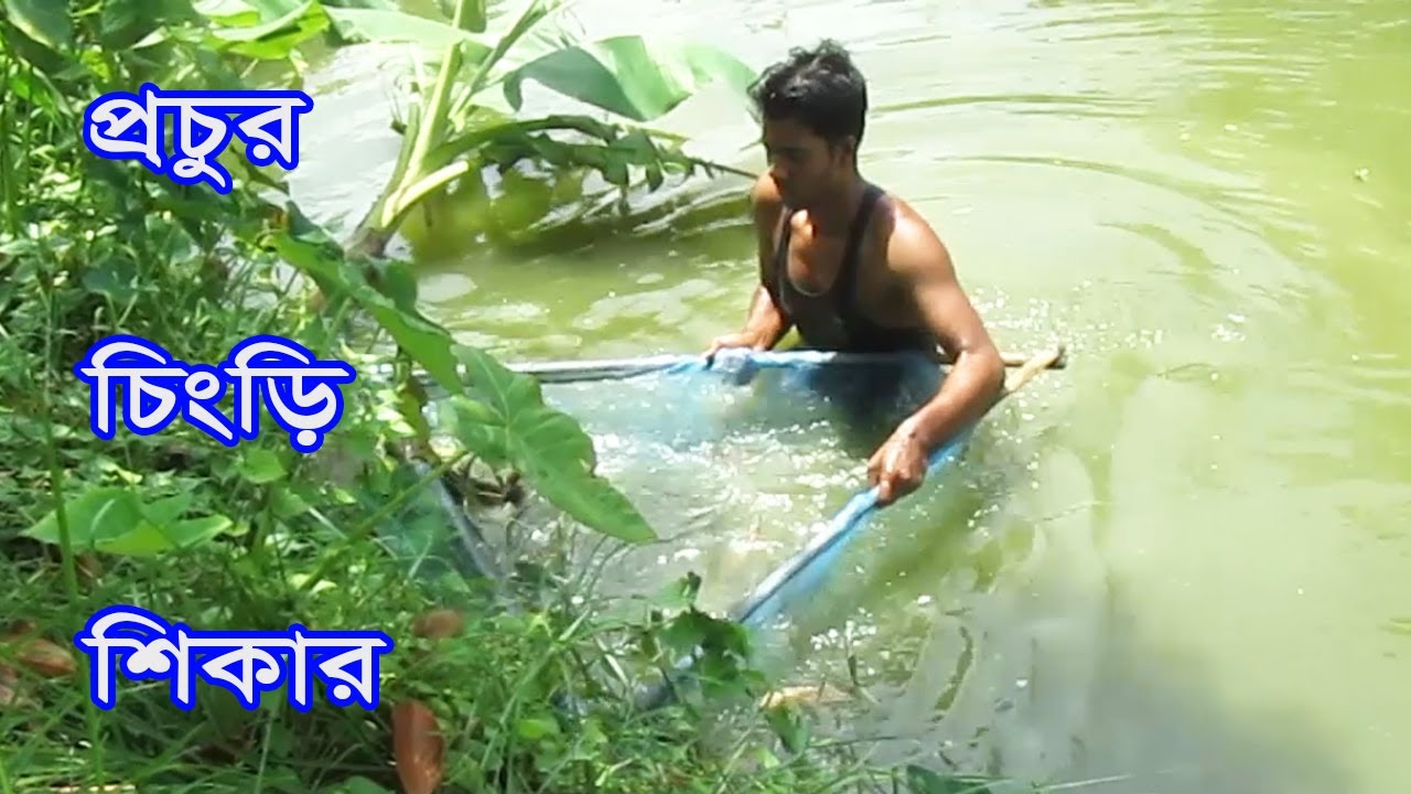 Shrimp Fishing  | Fish Hunting | Best Net Fishing Video | Fishing World. Part-82