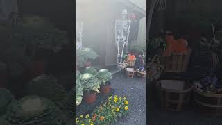 Going Back To Plant Source Garden With Kiyan To Buy More Mums Because Only 6 Fit In My Car.