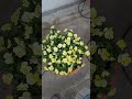 2021年5月11日花🌺flowers