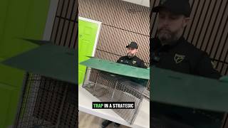 How to Remove a Skunk Without Getting Sprayed — Pro Method
