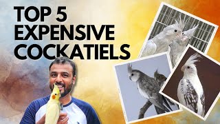 TOP 5 Expensive Cockatiels | A Complete Guide to Cockatiels | Shaikh Tanveer screenshot 4