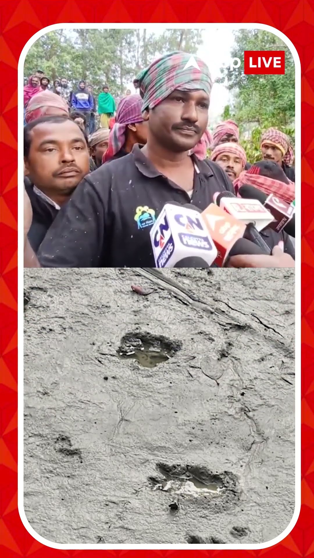 জঙ্গলেই ফিরে গেছে রয়্যাল বেঙ্গল ? কী বলছে বন দফতর ?