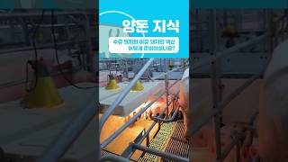 돼지 키우기 필수! 본 영상은 젖먹이 새끼 돼지와 이유 새끼 돼지 백신의 핵심 배치에 초점을 맞춥니다