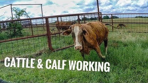 Sorting and Working some crazy Cattle