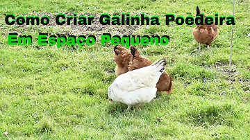 Como criar galinhas em quintal pequeno?