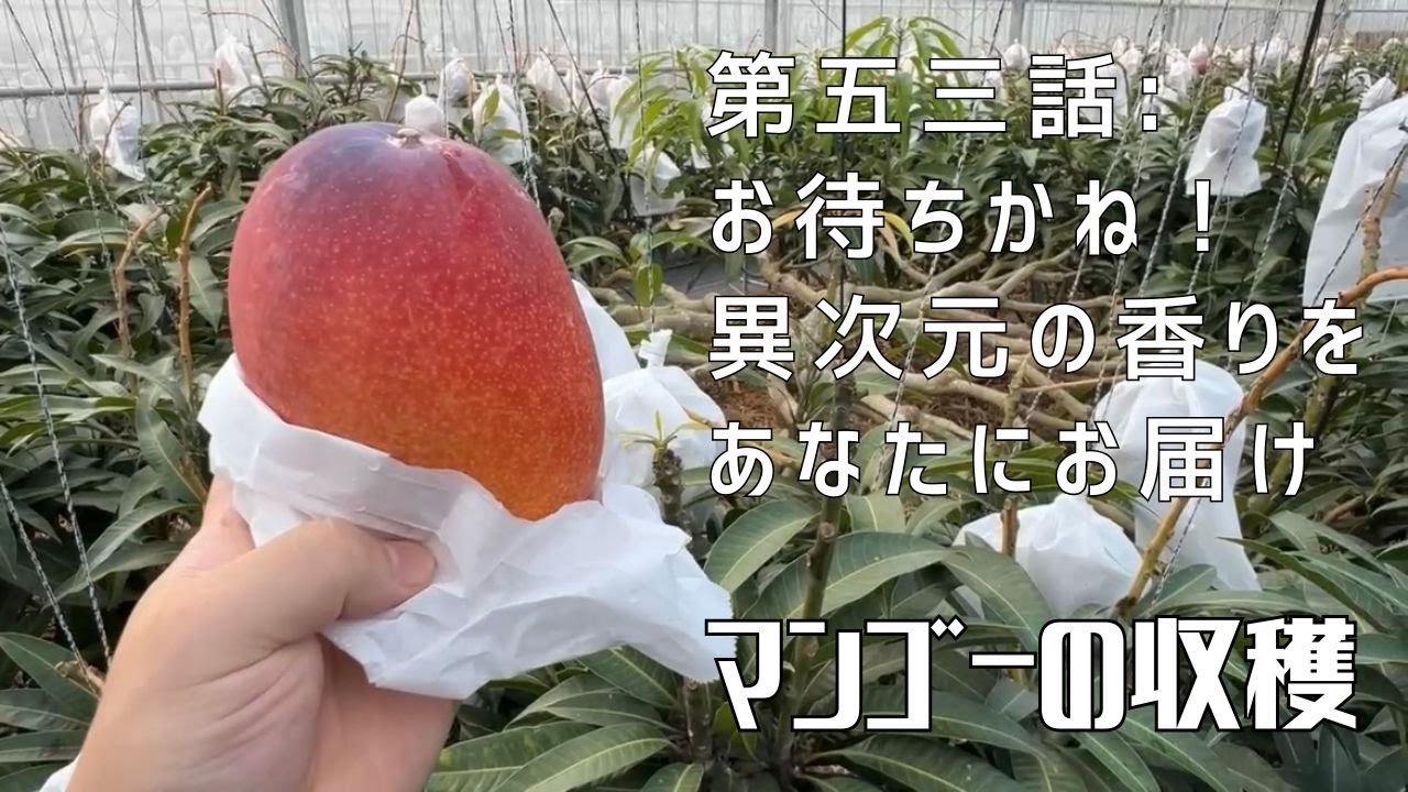 第五十三話】待ちに待ったこの季節 〜 ポトリ果マンゴーの収穫