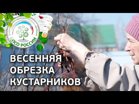 Видео: Весенняя обрезка Малины, Смородины, Крыжовника, Ежевики, Жимолости. Обрезка кустарников весной.