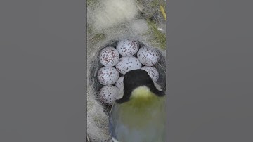 Tit nest  Hidden camera inside the hollow. #shots #birds #nest #wildlife