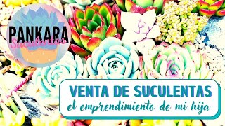 VENTA DE SUCULENTAS - el emprendimiento de mi hija