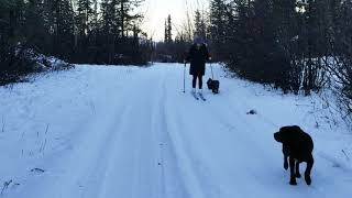 Learning to cross country ski.