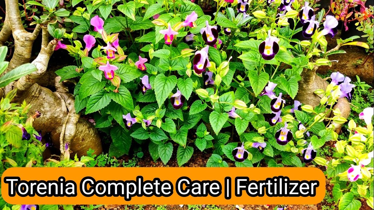 Torenia plant care | Fertilizer & Propagation | കാക്കപ്പൂ ഹൈബ്രിഡ് പരിചരണവും വളവും | vid # 196