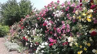 почвопокровные розы на опоре, подкормка во время цветения, питомник роз полины козловой rozarium.biz