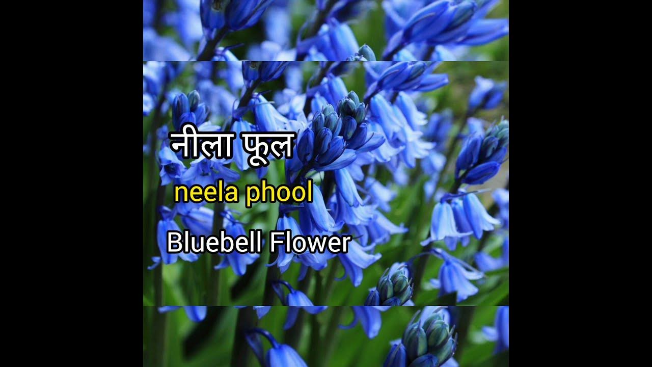 bluebell-flower-meaning-in-hindi-with-picture-bluebell-flower-matlab
