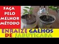 Estaquia De Jabuticaba, Enraíze galhos de jabuticaba, melhor método