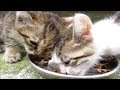 溝から救出した子猫 威嚇はやめてお腹を満たす