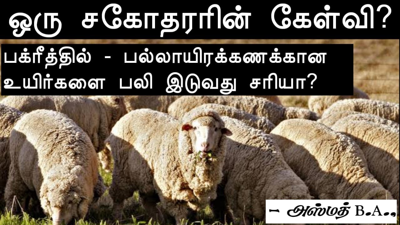 ஒரு சகோதரரின் கேள்வி?┇ பக்ரீத்தில் - பல்லாயிரக்கணக்கான உயிர்களை பலி இடுவது சரியா?┇Azmath B.A.,