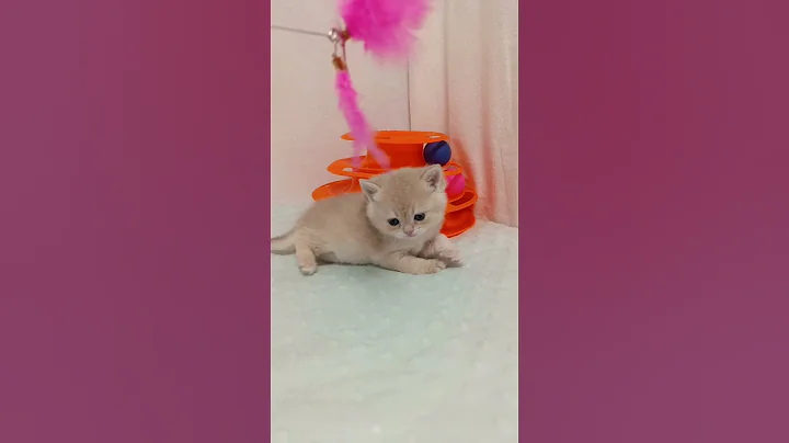 Video 8334601: british kitten, british cat, british blue golden, color british, lovely british
