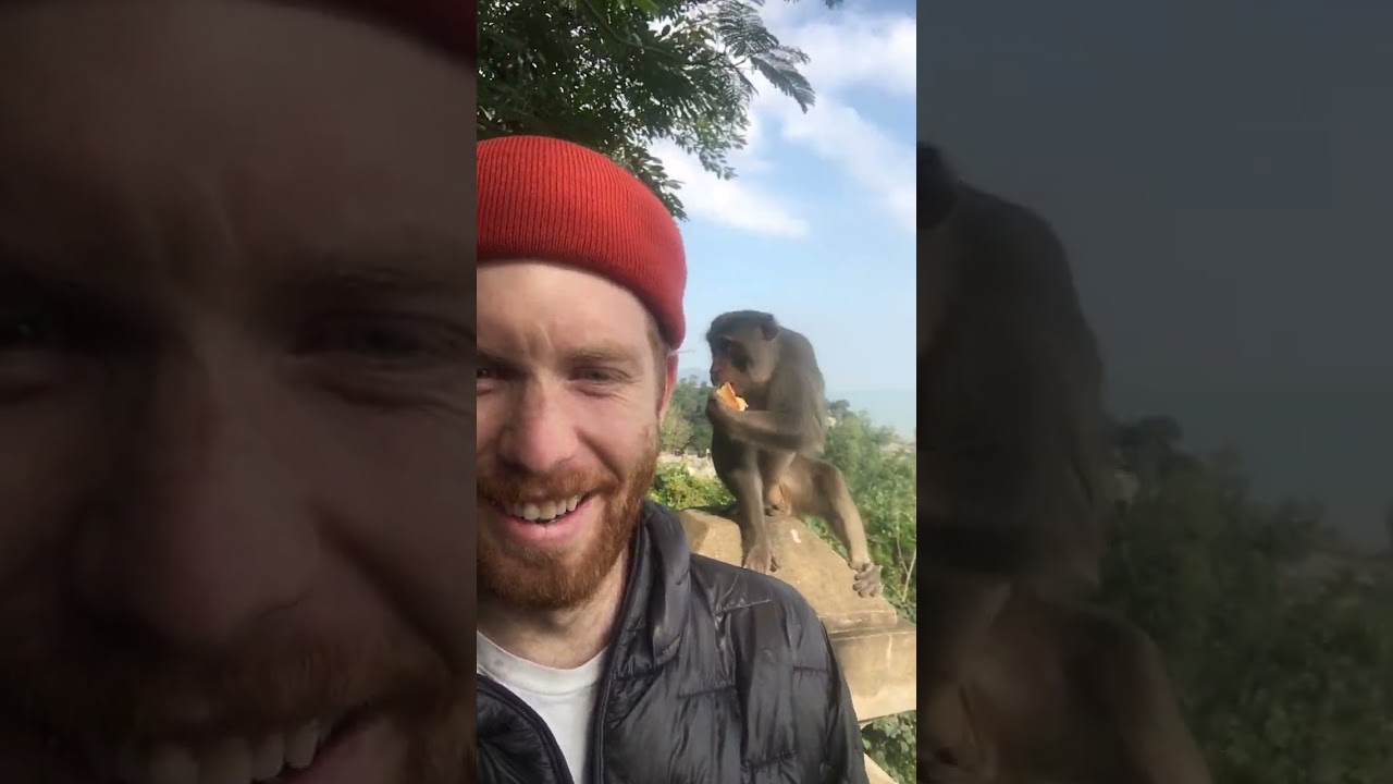 Monkeys in Vietnam 