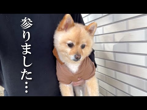 飼い主の隙をついて何度も逃走しようとする愛犬がこちら…笑