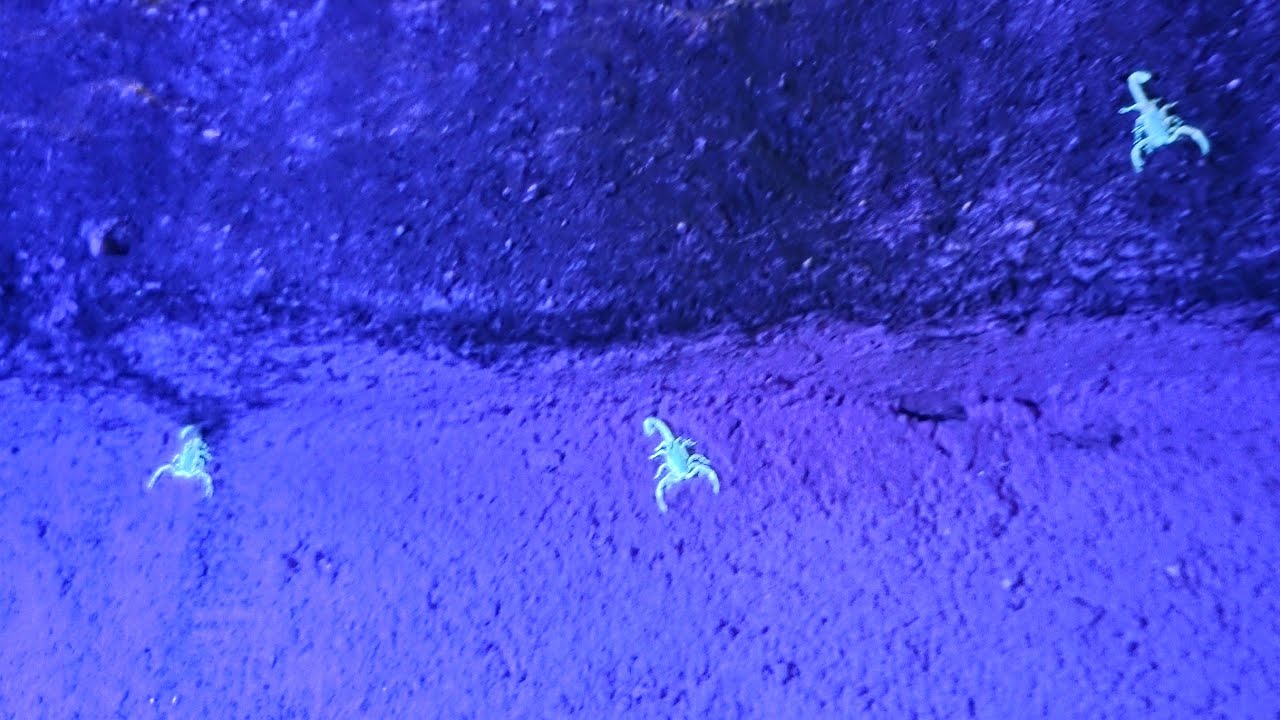 INFESTAÇÃO DE ESCORPIÕES AO VIVO NO CEMITÉRIO - NOITE DE TERROR