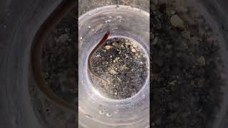 A Unique Animal Of The San Lorenzo River