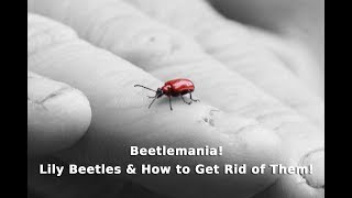 Get Gardening: Beetlemania (Lily Beetles & How to Get Rid of Them!)