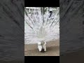 The Rare White Peacock Dance: A View From Behind!