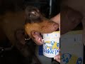 Open my dogs mail with us! #doberman #music #dog #dogshorts #dogfood #dogsofinstagram #doglife