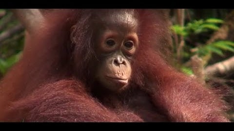 Save the Critically Endangered Orangutan | The Orangutan Project