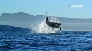 Sensel Measurement: Mesure de Force de Morsure de Requins avec Michael Phelps Sensel Measurement: Mesure de Force de Morsure de Requins avec Michael Phelps
