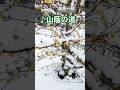 #山蔭の道 #若原一郎 (再編集)
