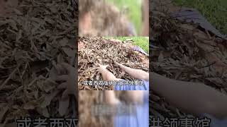 第一天到老挝必须做的四件事，怎么去老挝？签证全攻略！