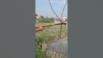 Tôi làm con dao quắm phát rẫy bằng thép vòng vòng tàu thủy chặt cây như chặt chuối vậy