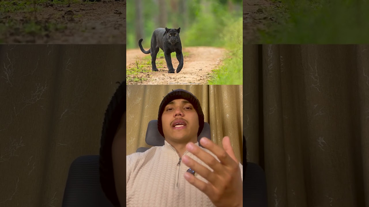 Nepal’s First Panther in 30 Years ?