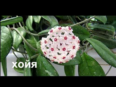 БІЛЬШ СТІЙКІ ТА НЕ ВИБАГЛИВІ В ДОГЛЯДІ КІМНАТНІ РОСЛИНИ