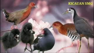 SUARA SINTAR,TIKUSAN,RUAK RUAK,MANDAR MERAH